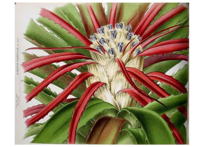 Reproducción/Reproduction 49164137172: Belgique horticole.. Liége.. 
