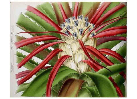 Reproducción/Reproduction 49164137172: Belgique horticole.. Liége.. 
