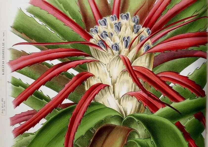 Reproducción/Reproduction 49164137172: Belgique horticole.. Liége.. 
