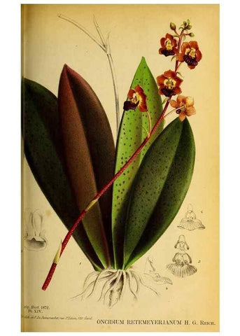Reproducción/Reproduction 49163420268: Belgique horticole.. Liége.. 