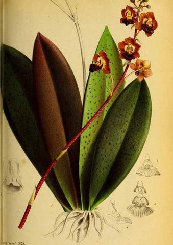 Reproducción/Reproduction 49163420268: Belgique horticole.. Liége.. 