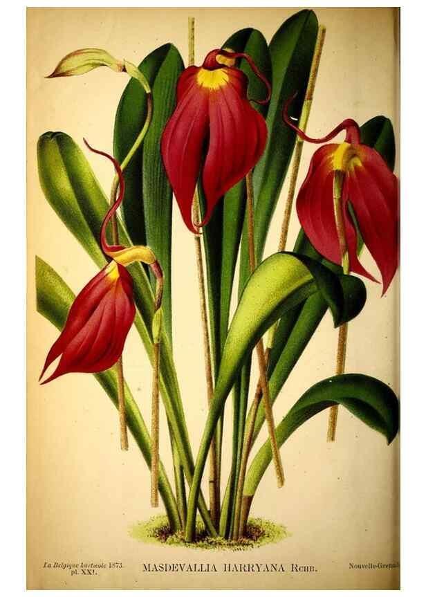 Reproducción/Reproduction 49163473151: Belgique horticole.. Liége.. 