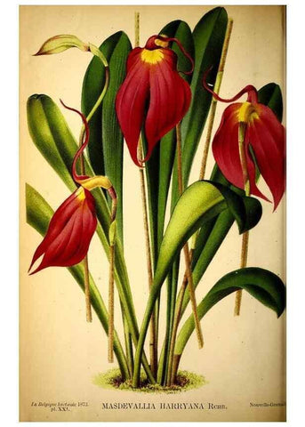Reproducción/Reproduction 49163473151: Belgique horticole.. Liége.. 