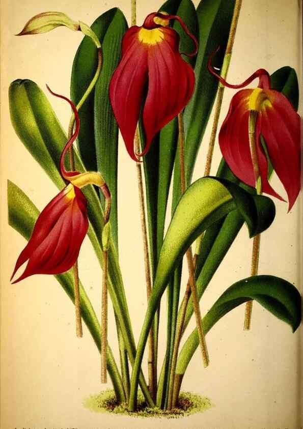 Reproducción/Reproduction 49163473151: Belgique horticole.. Liége.. 