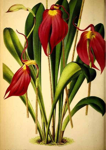 Reproducción/Reproduction 49163473151: Belgique horticole.. Liége.. 
