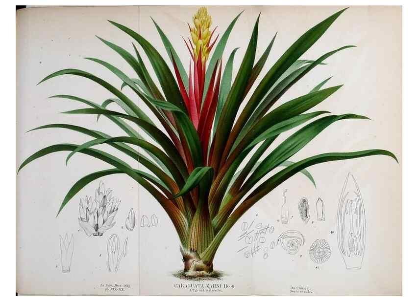 Reproducción/Reproduction 49163472801: Belgique horticole.. Liége.. 
