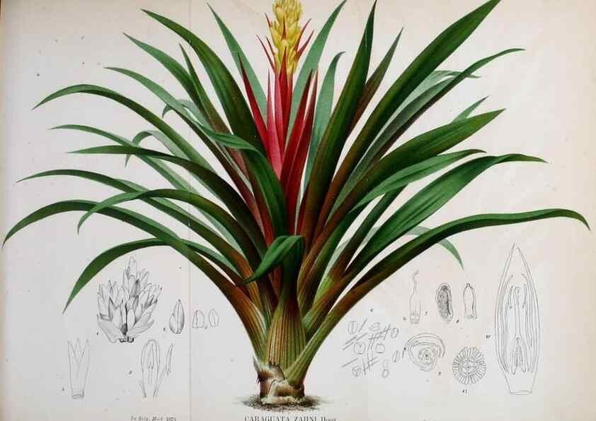 Reproducción/Reproduction 49163472801: Belgique horticole.. Liége.. 