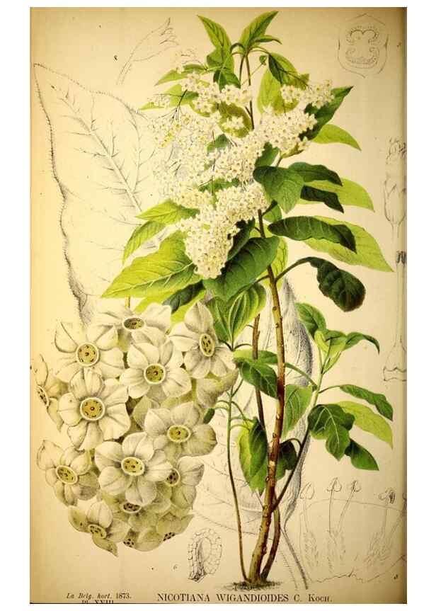 Reproducción/Reproduction 49162992788: Belgique horticole.. Liége.. 