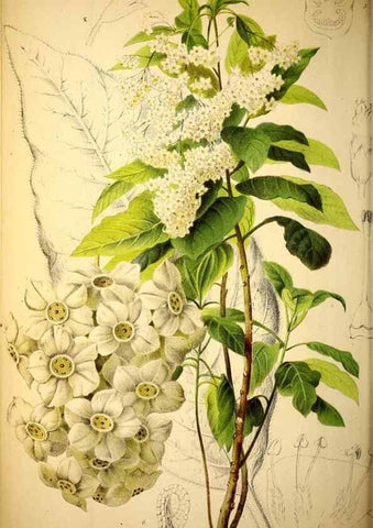 Reproducción/Reproduction 49162992788: Belgique horticole.. Liége.. 