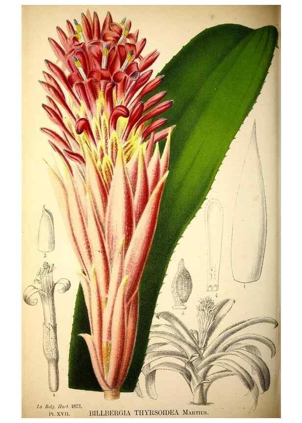 Reproducción/Reproduction 49162992478: Belgique horticole.. Liége.. 