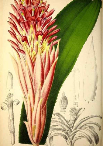 Reproducción/Reproduction 49162992478: Belgique horticole.. Liége.. 