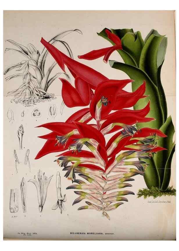 Reproducción/Reproduction 49163466996: Belgique horticole.. Liége.. 