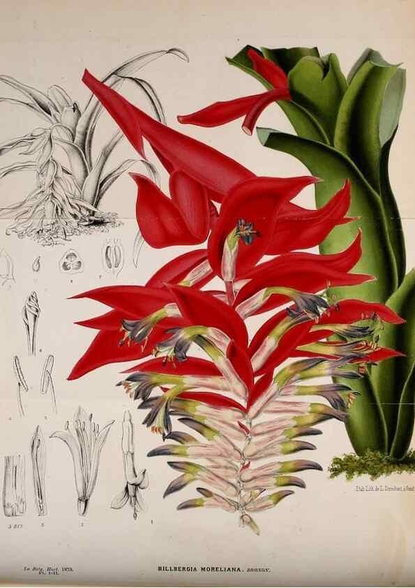 Reproducción/Reproduction 49163466996: Belgique horticole.. Liége.. 