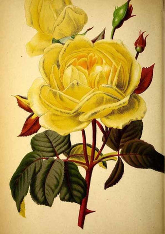 Reproducción/Reproduction 49163467296: Belgique horticole.. Liége.. 