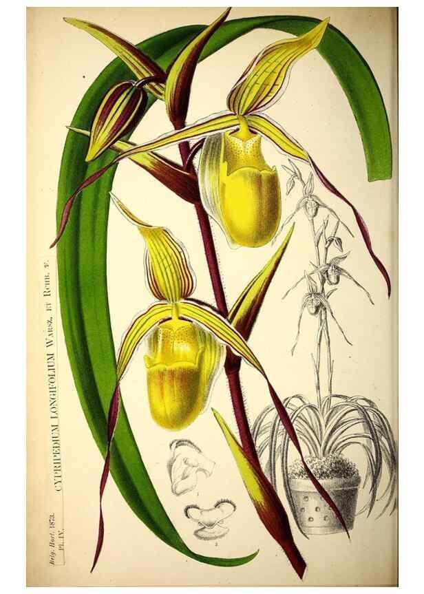 Reproducción/Reproduction 49162987753: Belgique horticole.. Liége.. 