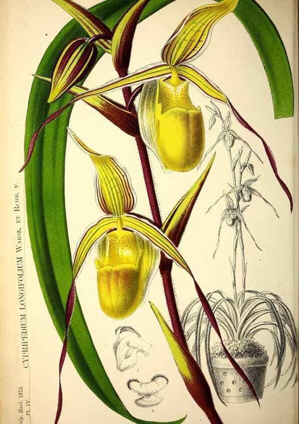 Reproducción/Reproduction 49162987753: Belgique horticole.. Liége.. 