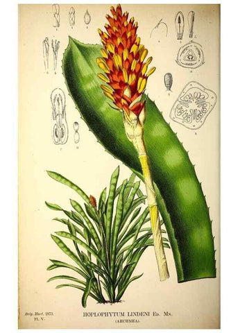 Reproducción/Reproduction 49163468041: Belgique horticole.. Liége.. 