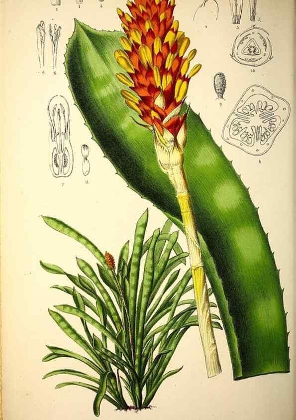 Reproducción/Reproduction 49163468041: Belgique horticole.. Liége.. 