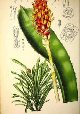 Reproducción/Reproduction 49163468041: Belgique horticole.. Liége.. 