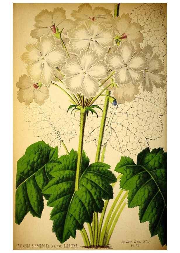 Reproducción/Reproduction 49163468366: Belgique horticole.. Liége.. 