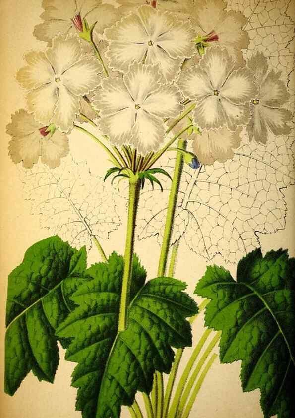 Reproducción/Reproduction 49163468366: Belgique horticole.. Liége.. 