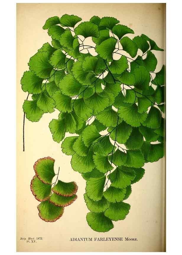 Reproducción/Reproduction 49164137987: Belgique horticole.. Liége.. 