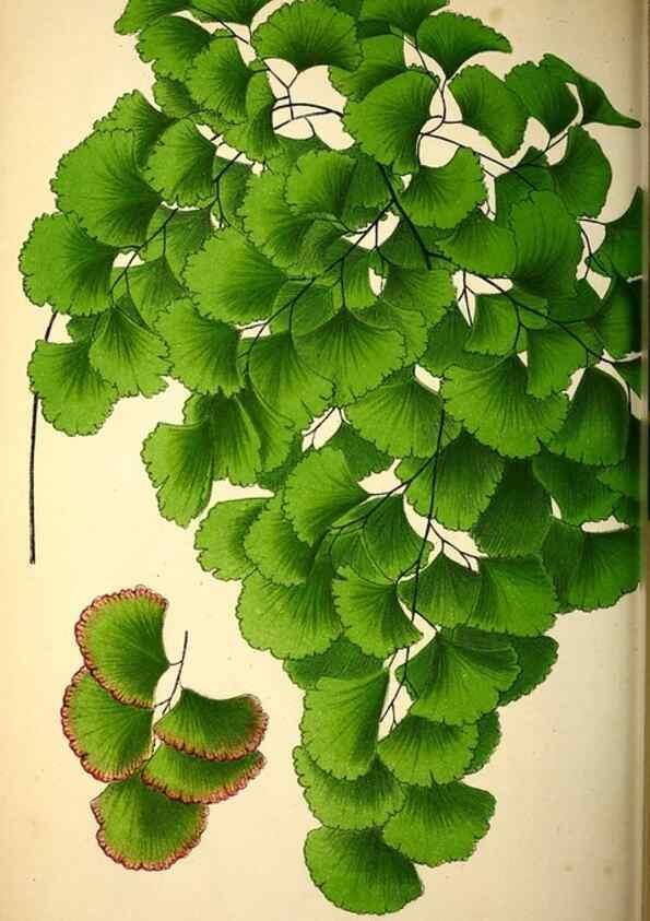 Reproducción/Reproduction 49164137987: Belgique horticole.. Liége.. 