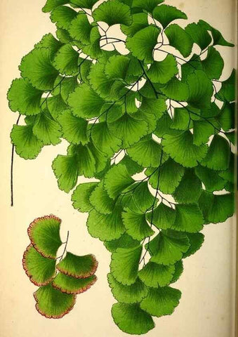 Reproducción/Reproduction 49164137987: Belgique horticole.. Liége.. 
