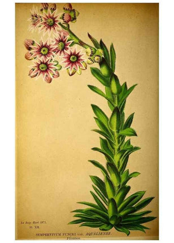 Reproducción/Reproduction 49163708107: Belgique horticole.. Liége.. 