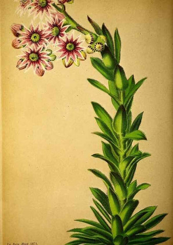 Reproducción/Reproduction 49163708107: Belgique horticole.. Liége.. 