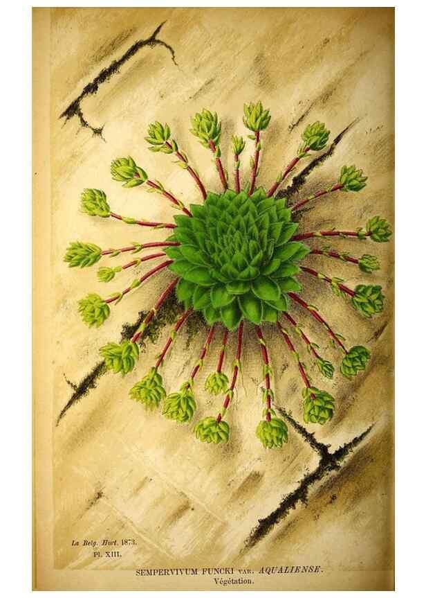 Reproducción/Reproduction 49162991128: Belgique horticole.. Liége.. 