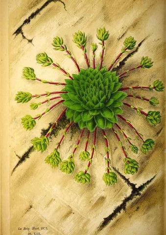 Reproducción/Reproduction 49162991128: Belgique horticole.. Liége.. 