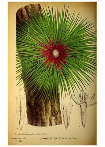 Reproducción/Reproduction 49163708792: Belgique horticole.. Liége.. 