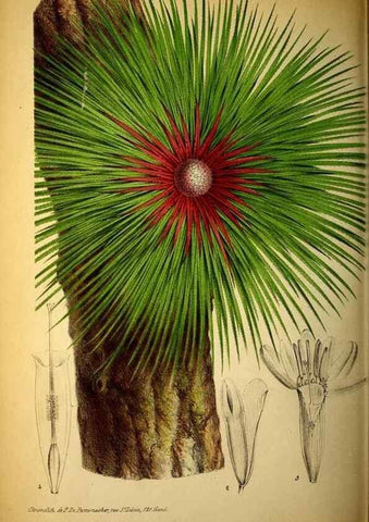 Reproducción/Reproduction 49163708792: Belgique horticole.. Liége.. 