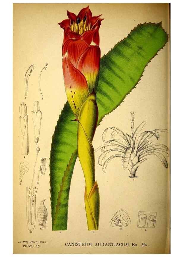 Reproducción/Reproduction 49163471396: Belgique horticole.. Liége.. 