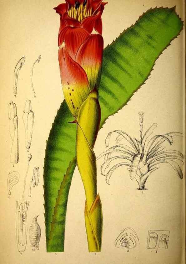 Reproducción/Reproduction 49163471396: Belgique horticole.. Liége.. 