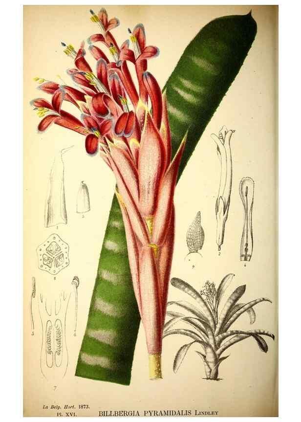 Reproducción/Reproduction 49163709457: Belgique horticole.. Liége.. 