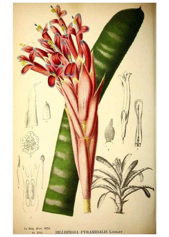 Reproducción/Reproduction 49163709457: Belgique horticole.. Liége.. 