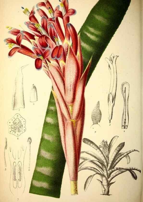 Reproducción/Reproduction 49163709457: Belgique horticole.. Liége.. 