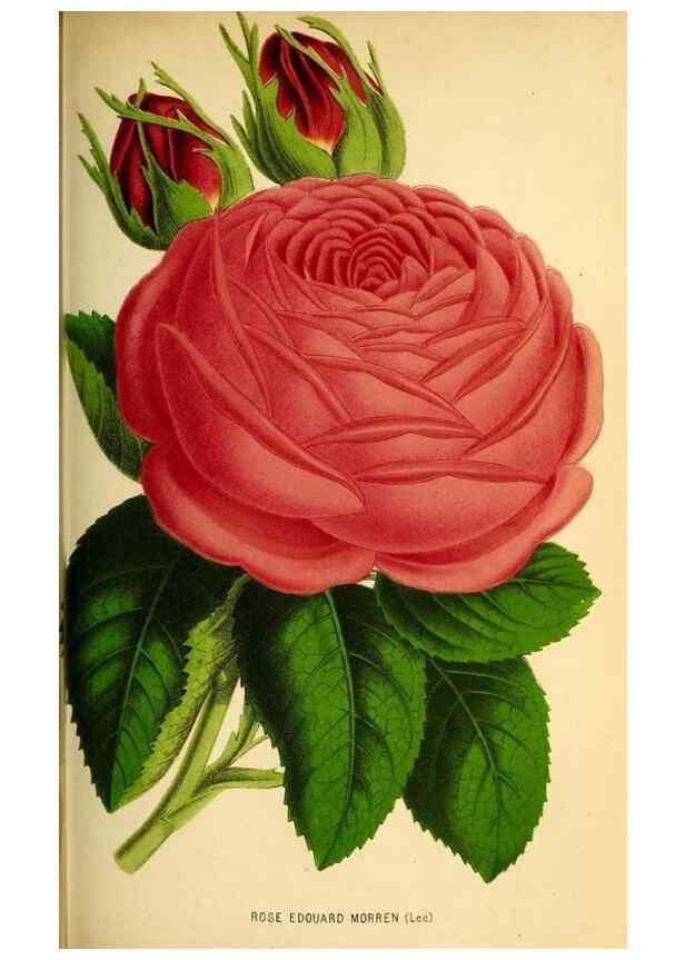 Reproducción/Reproduction 49163665983: Belgique horticole.. Liége.. 