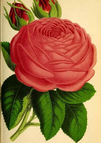 Reproducción/Reproduction 49163665983: Belgique horticole.. Liége.. 
