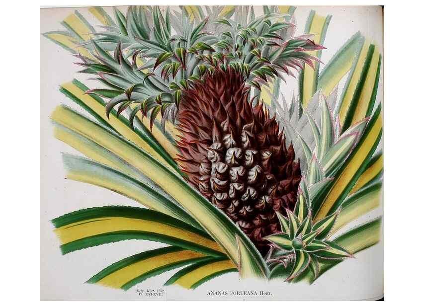 Reproducción/Reproduction 49163420868: Belgique horticole.. Liége.. 