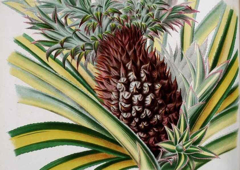 Reproducción/Reproduction 49163420868: Belgique horticole.. Liége.. 