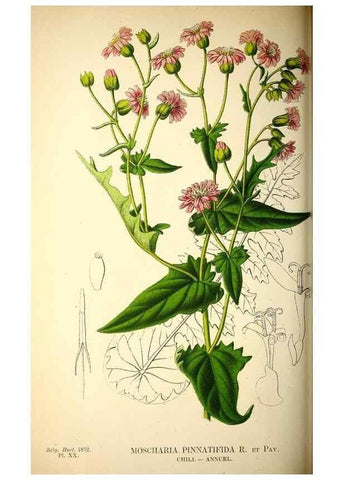 Reproducción/Reproduction 49163421358: Belgique horticole.. Liége.. 