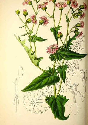 Reproducción/Reproduction 49163421358: Belgique horticole.. Liége.. 