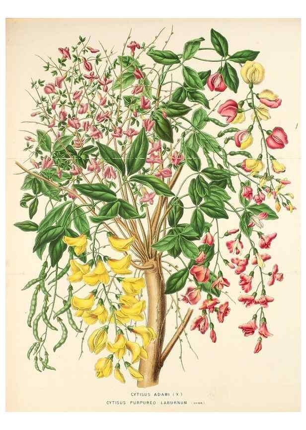 Reproducción/Reproduction 49163953171: Belgique horticole.. Liége.. 