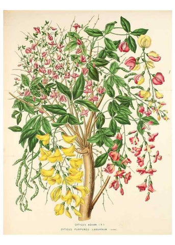 Reproducción/Reproduction 49163953171: Belgique horticole.. Liége.. 