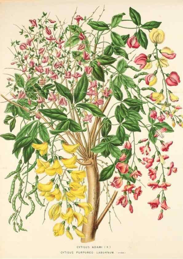 Reproducción/Reproduction 49163953171: Belgique horticole.. Liége.. 