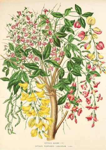 Reproducción/Reproduction 49163953171: Belgique horticole.. Liége.. 