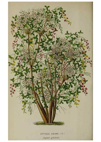 Reproducción/Reproduction 49163469953: Belgique horticole.. Liége.. 